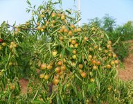 ͼƬ���ţ���̬ũׯ��ǧĶ���ʽ�÷��ϲ�����