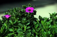 �߽����졪������Ա����Ӱͼ��չ